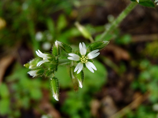 {Cerastium glomeratum}